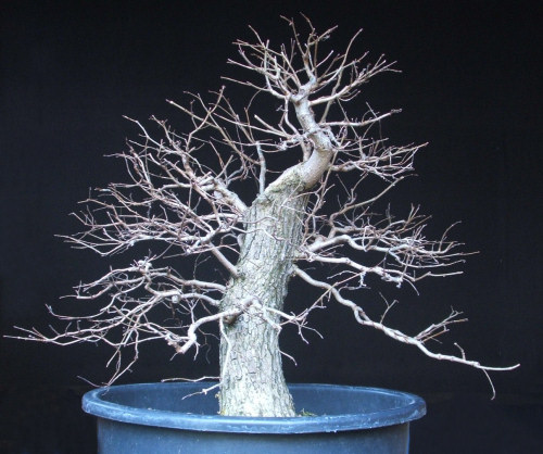 bonsai pruning